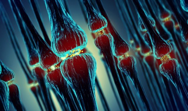 Artificial Nerves Move Biological Muscle