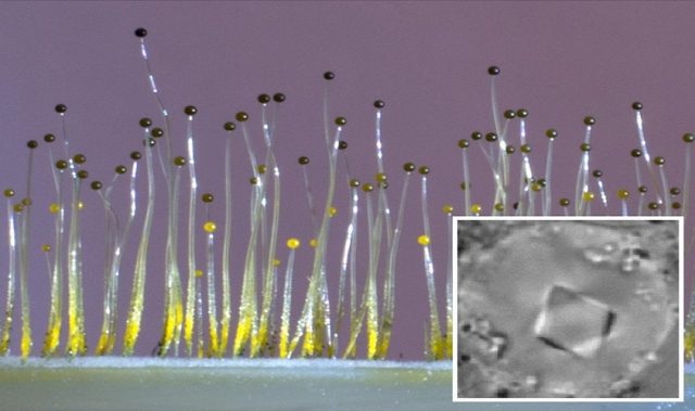 This Fungus Borrowed From Bacteria To Break The Mold