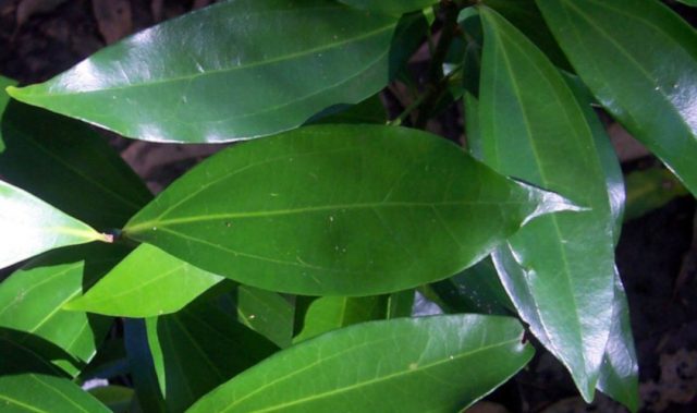 Novel Nine-Carbon Structure Found In Australian Shrub