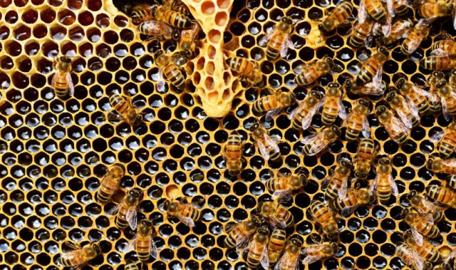 The Buzz Over Queen Bee Learning And Memory
