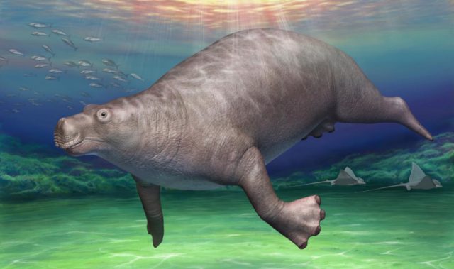 ‘Dino’ Bone Turns Out To Be From An Extinct Sea Cow