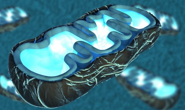 Targeting Mitochondria To Kill Cancer Cells