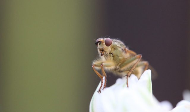 Fecal Attraction: Fruit Flies Poop To Lure Others