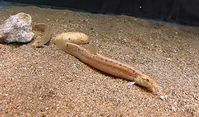How Female Dojo Loach Fishes Clone Themselves