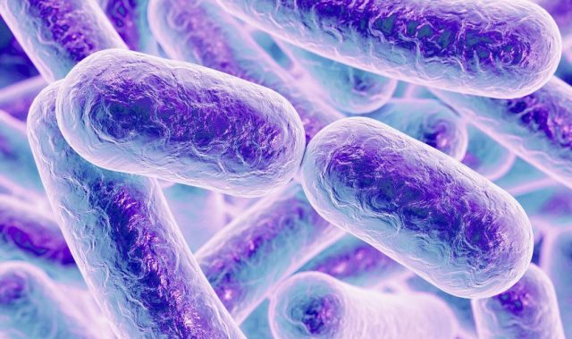 Protecting Probiotic Bacteria From The Stomach