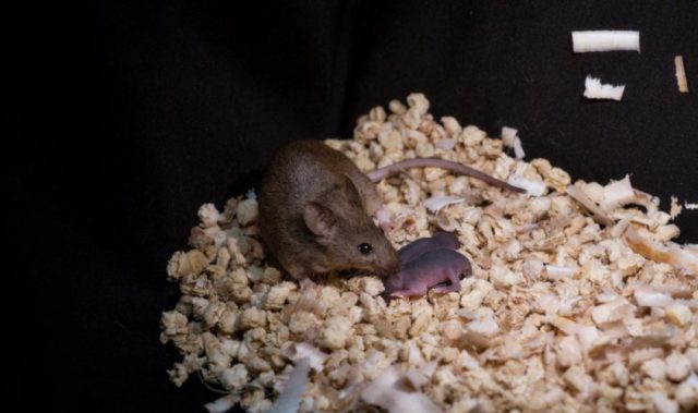World’s First Mice Born To Same-Sex Parents