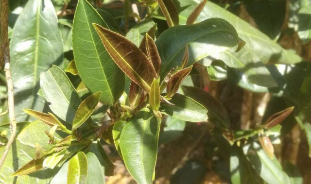 Decaf Tea Found In The Wild