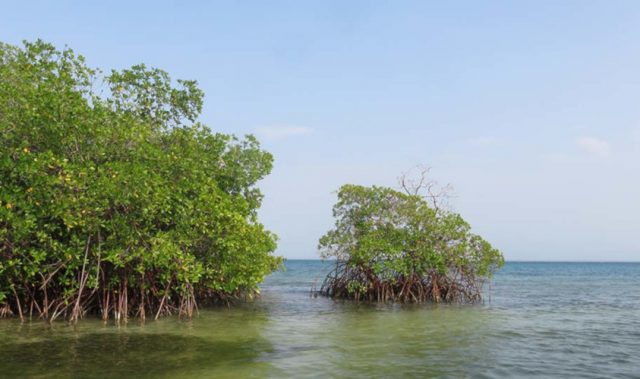Mangroves Help Countries Reduce Carbon Emissions