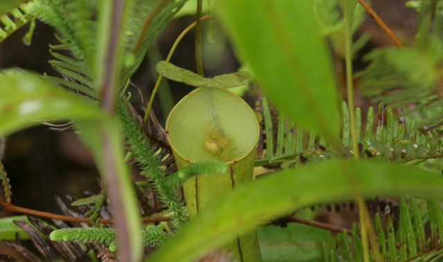 Crab Spiders: A Pitcher Plant’s Friend Indeed