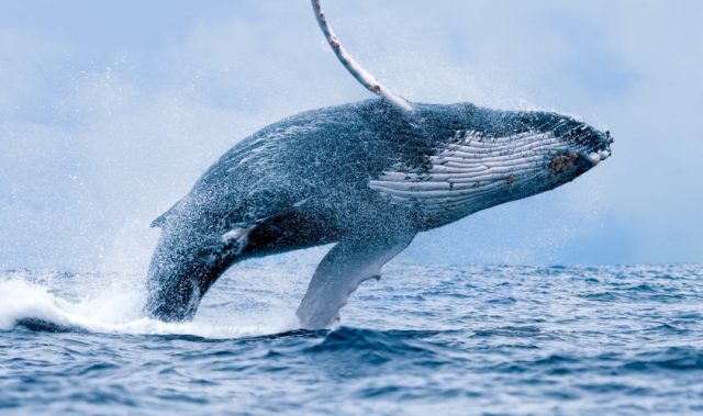 What Makes Whale Baleen So Tough?