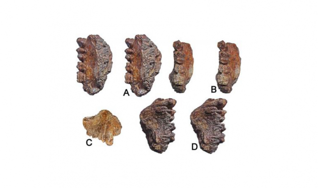 Ancient Ape Fossil Uncovered In Western India