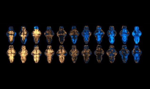 Scanning Zebrafish Brains In Search Of New Drugs