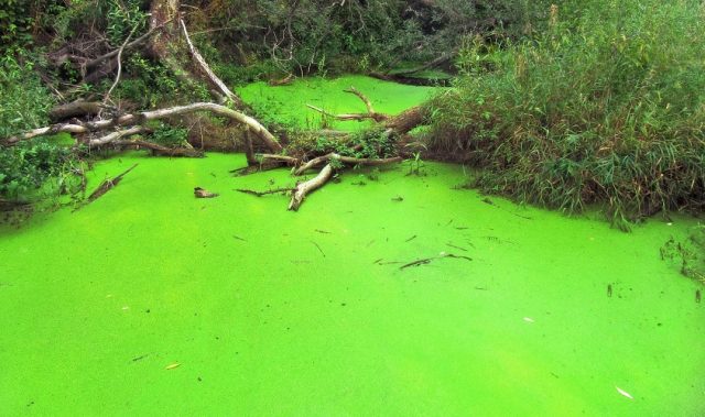 A Kill Switch For Genetically Modified Algae