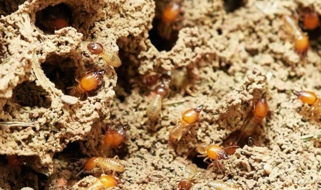 Termites Help Forests Weather Drought