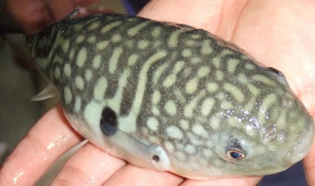 Why Does Deadly Pufferfish Taste So Good?