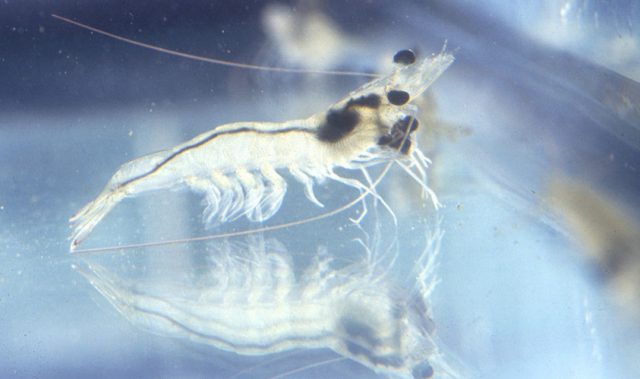 Scientists Decode The Genome Of The Pacific White Shrimp