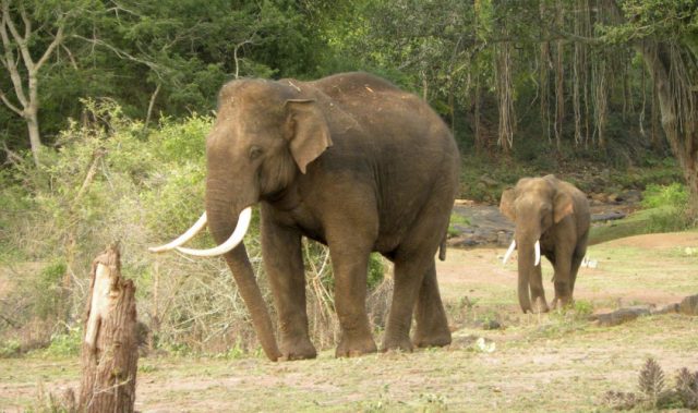 Study Predicts Major Losses To Asian Elephant Habitats By 2070