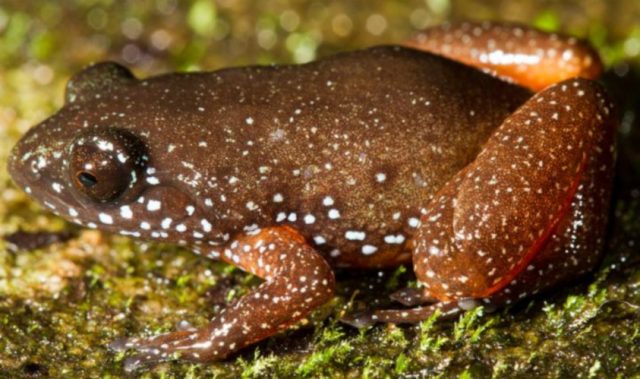 New Species of Frog In India Belongs To Ancient Lineage