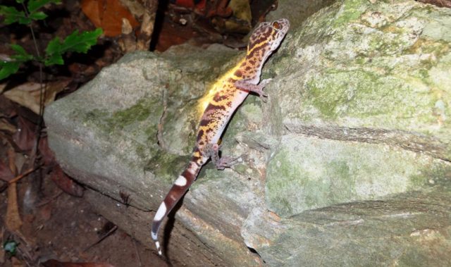 Better Protection Needed For Tiger Geckos In Vietnam