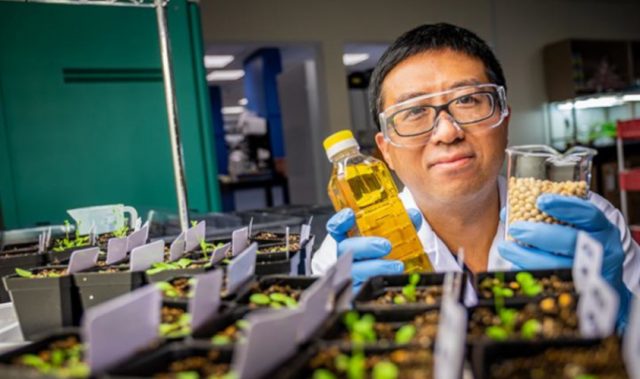 A Wrinkled Approach To Producing Plant Oils