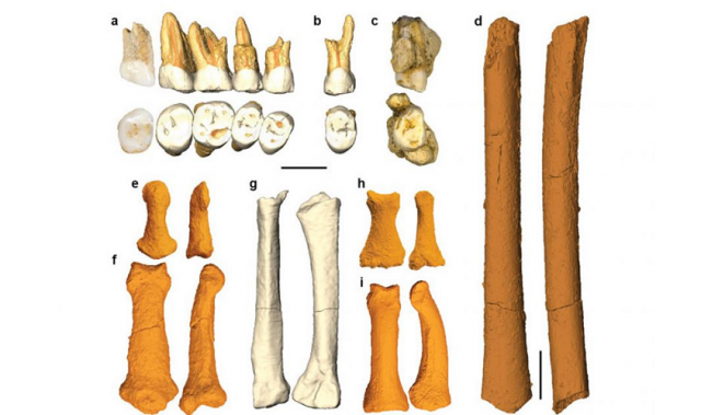 Fossils Of Ancient Human Species Unearthed In The Philippines
