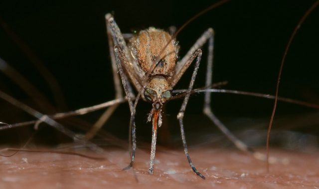 Protein In Mosquitos’ Saliva Impacts Feeding