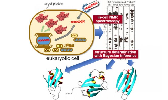 Seeing 3D Protein Structures Inside Living Cells