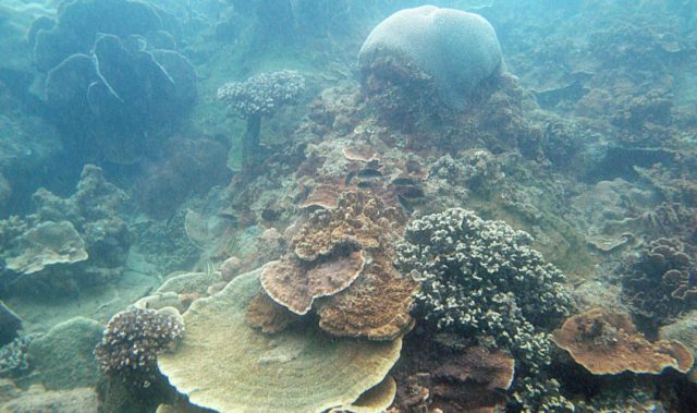 Singapore Corals Likely To Survive Sea Level Rise