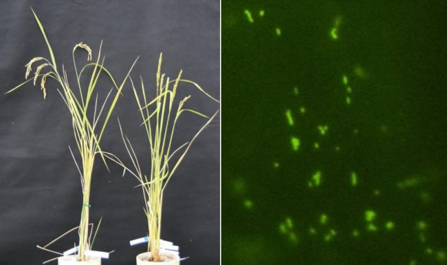 Scientists Can Now Edit Mitochondrial DNA In Plants