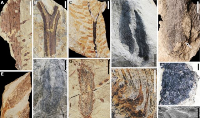 Oldest Fossil Forest In Asia Discovered In China