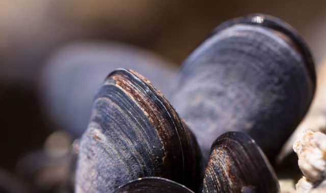 The Sticky Truth Behind Mussels’ Adhesive Power