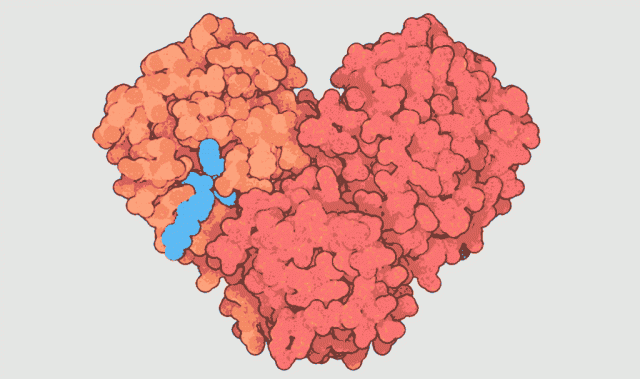PDB’s Molecule Of The Month: The Coronavirus Protease