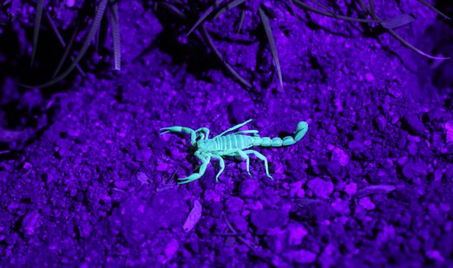 Why Do Scorpions Glow Under UV Light?