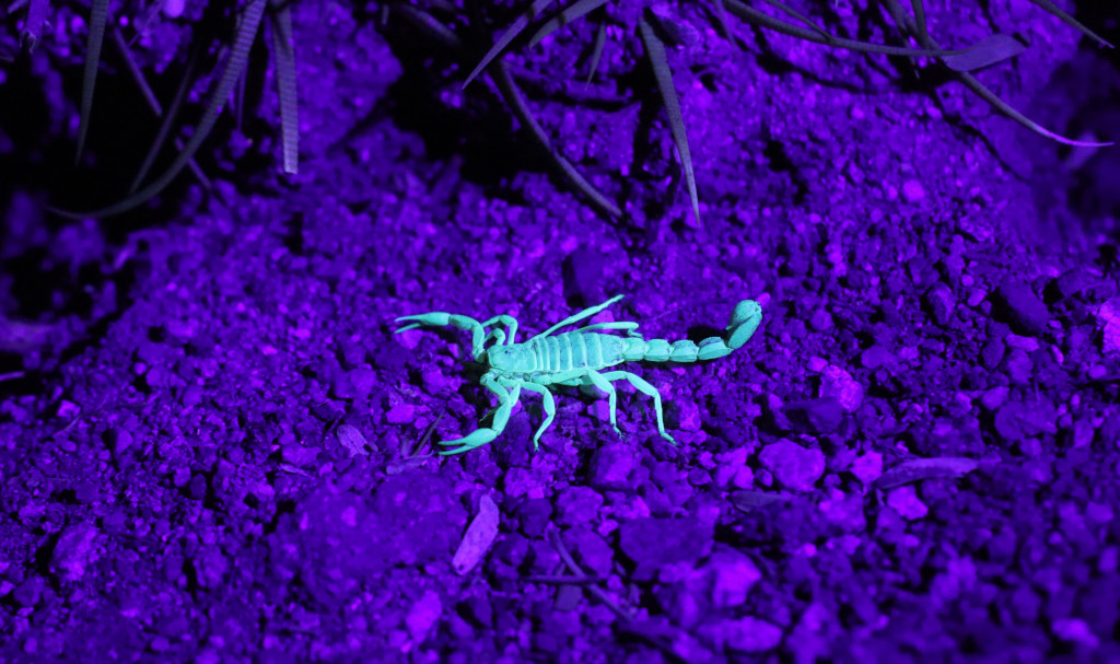 Why Do Scorpions Glow Under UV Light Asian Scientist Magazine