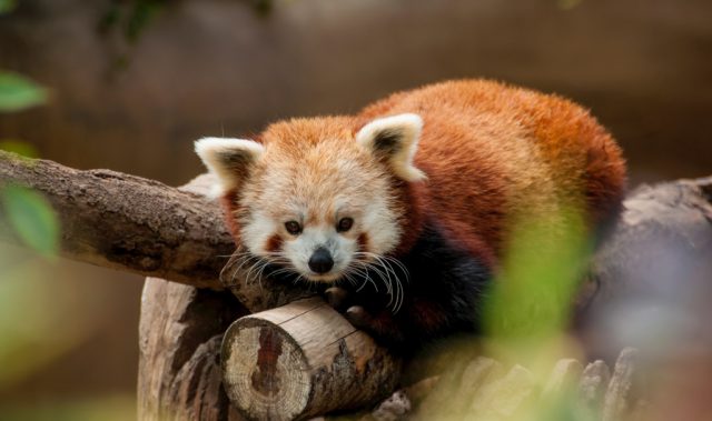 Red Pandas Actually Two Distinct Species