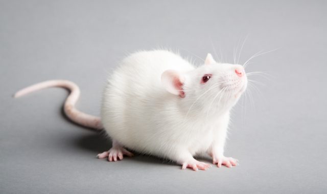CRISPR’ed Mouse Mimics COVID-19 In Humans
