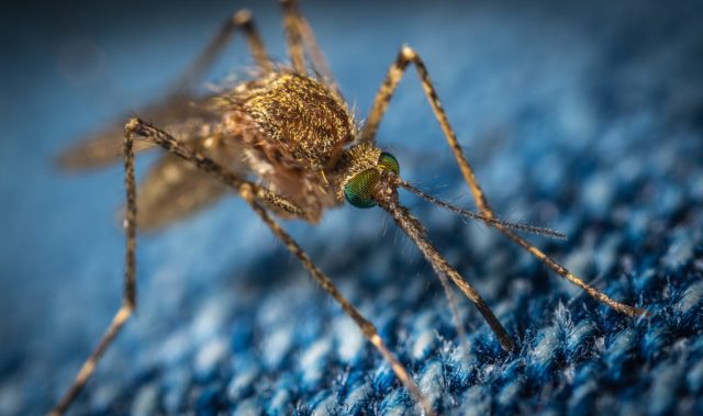 Human iPSCs Spur Malaria Research