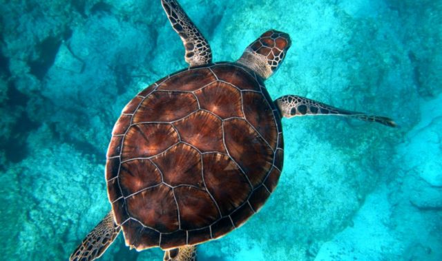 Ancient Shellfish Sailed The Seas On The Shells Of Turtles