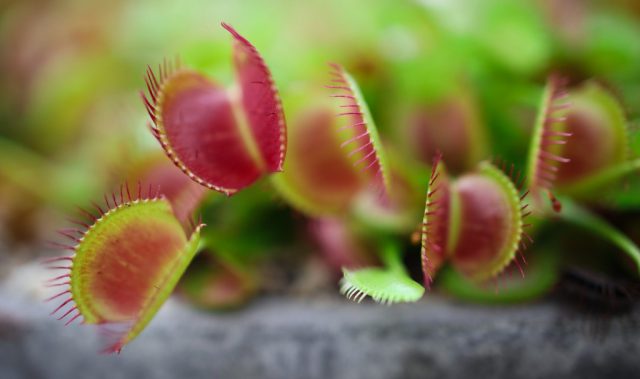 How The Venus Flytrap Remembers Without A Brain