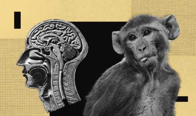 Monkey See, Monkey Do: Mimicking COVID-19 in Macaques