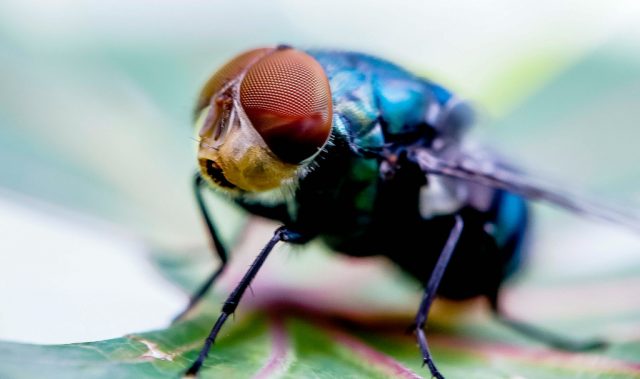 Staying Motivated, According To Fruit Flies