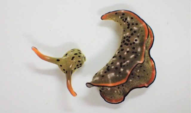 Off With Their Heads! Decapitated Sea Slug Head Regrows Body
