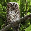 Once In A Century Shot: Rediscovering Borneo’s Rajah Scops Owl