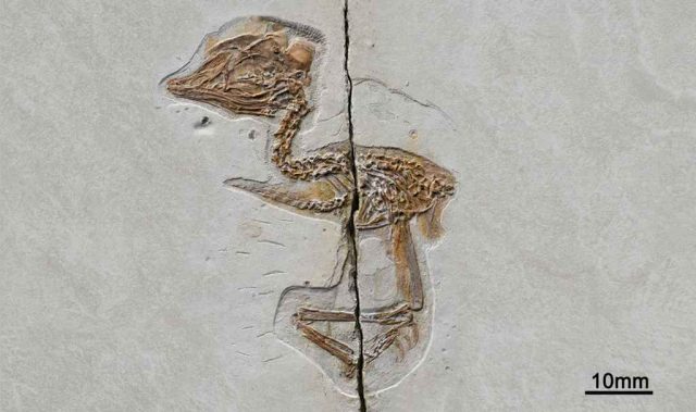 A Dino Locked Inside A Bird Skull