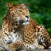 A Conservation Lesson: Big Cat Worship Eases Living With Leopards