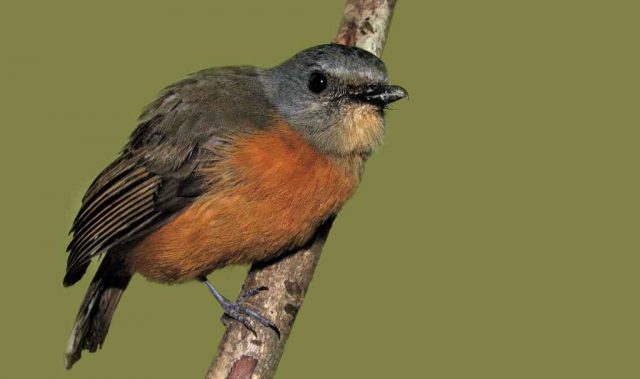 Rewriting The (Under)story Of Rapid Bird Evolution