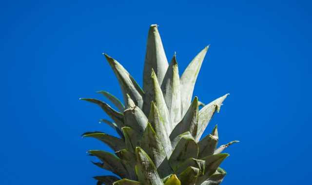 Pineapple Leaves Can Help You Get Slim