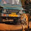 Roads And Railways: Death Traps For Tigers