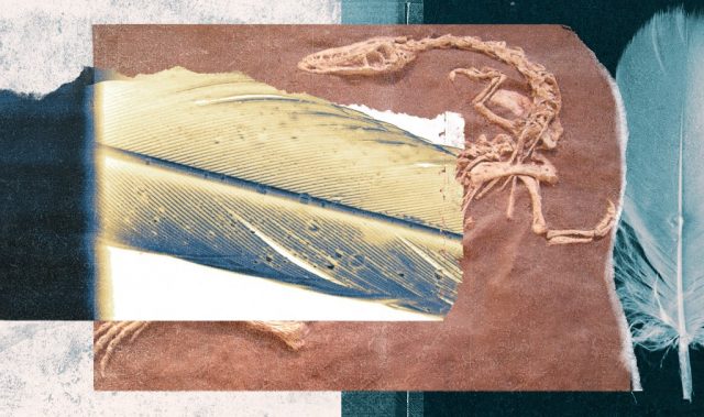 Feathers May Have Helped Dinosaurs Beat Cold