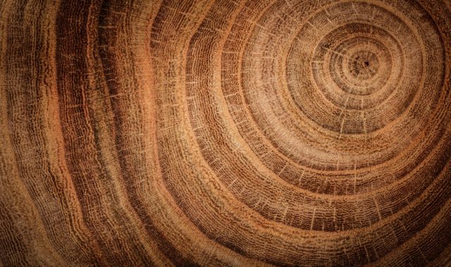 Tree Rings Reveal Historical Rainfall Patterns